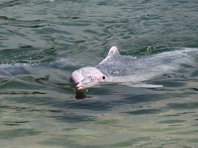 Pink Dolphin Spotting Koh Samui